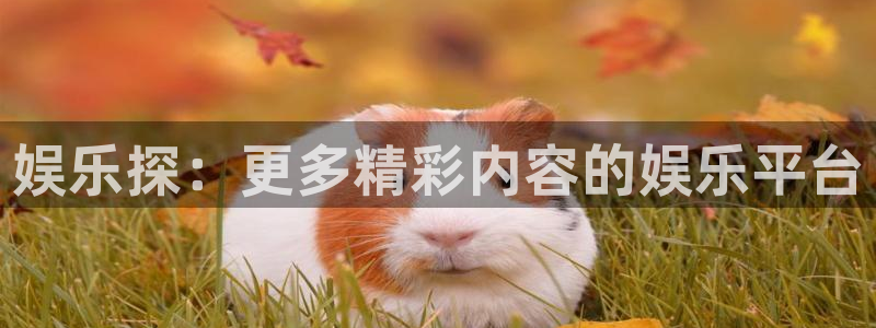 万事娱乐5：娱乐探：更多精彩内容的娱乐平台